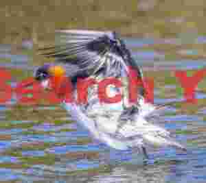 Red-neck Phalarope Taking Off From Water