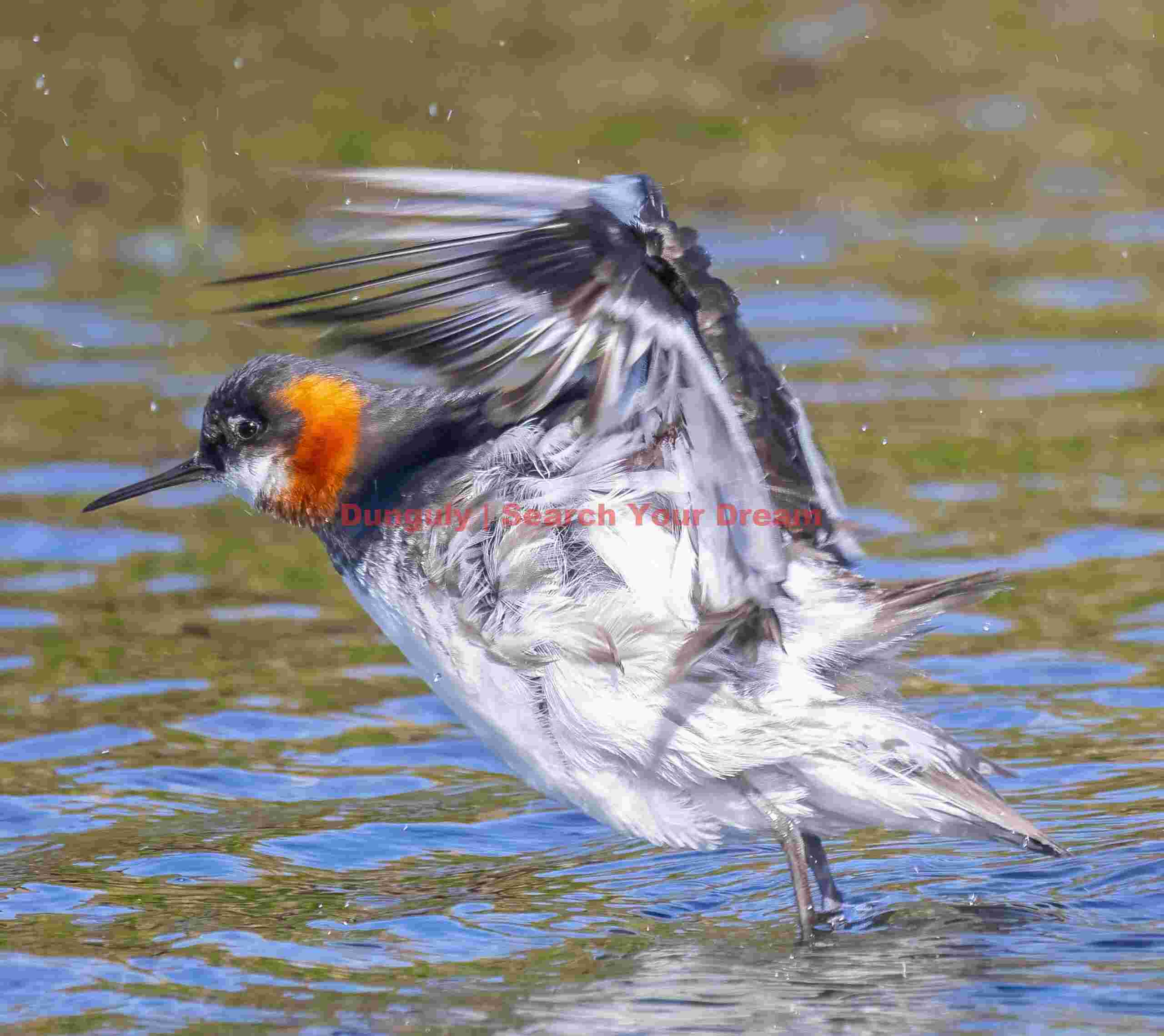 Red-neck Phalarope Taking Off From Water