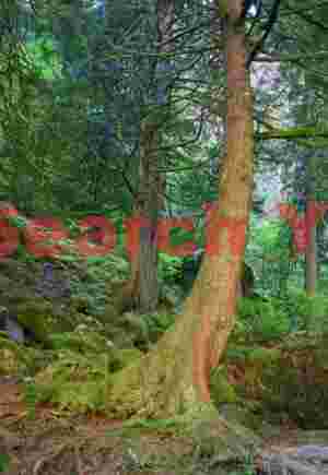 Crimson Forest Guardian