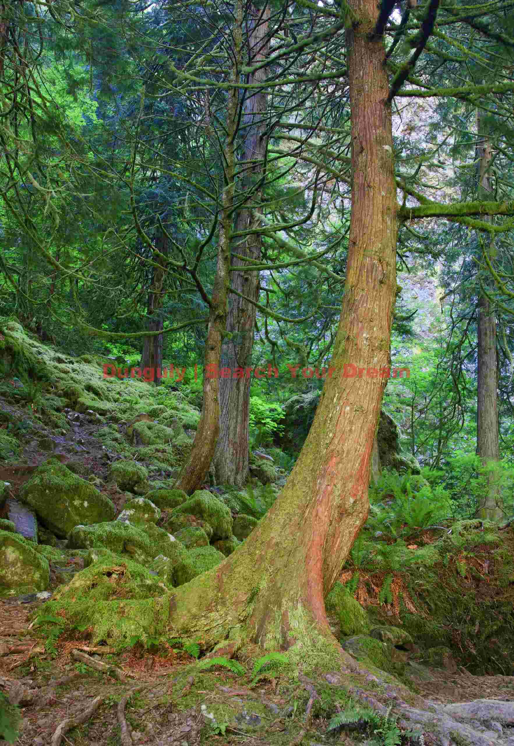 Crimson Forest Guardian