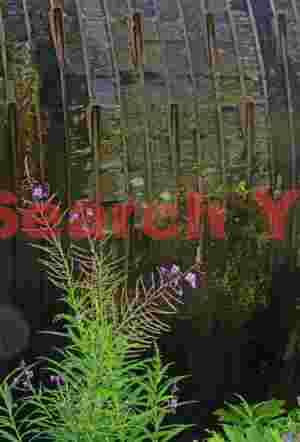 Historic Wooden Pipeline