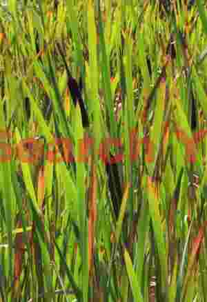 Wetland Reed Landscape