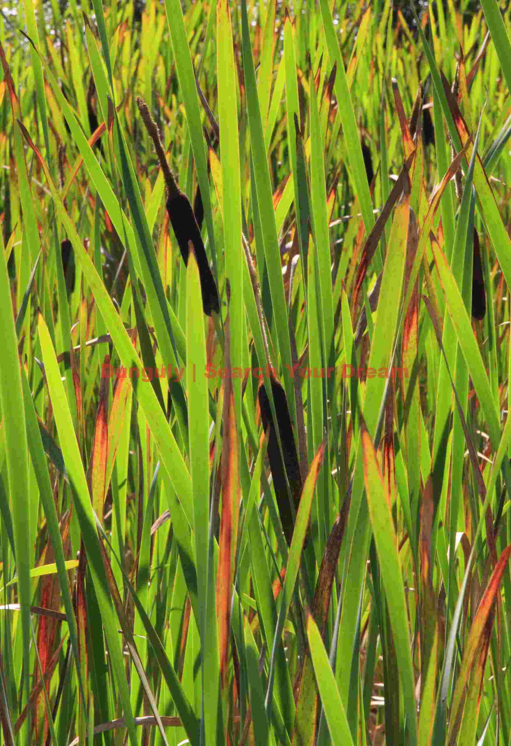 Wetland Reed Landscape