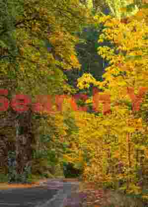 Road To Eagle Creek Trailhead, Columbia River Gorge, Oregon
