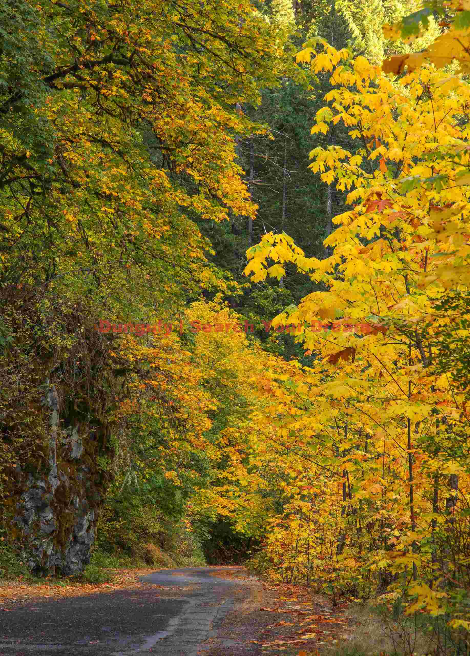 Road To Eagle Creek Trailhead, Columbia River Gorge, Oregon