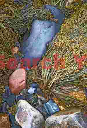 Rocks and Seaweed on Acadia's Natural Seawall