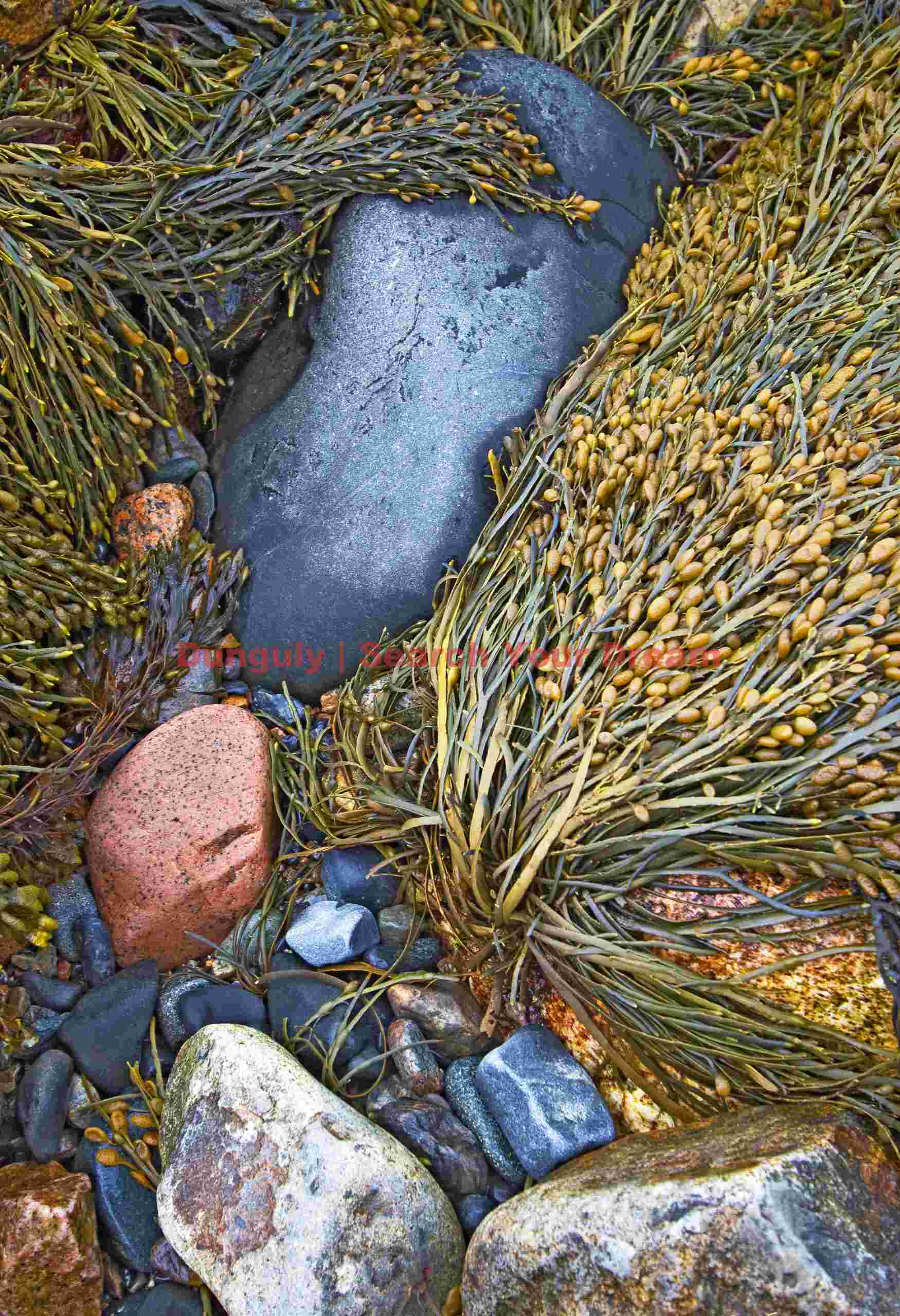 Rocks and Seaweed on Acadia's Natural Seawall