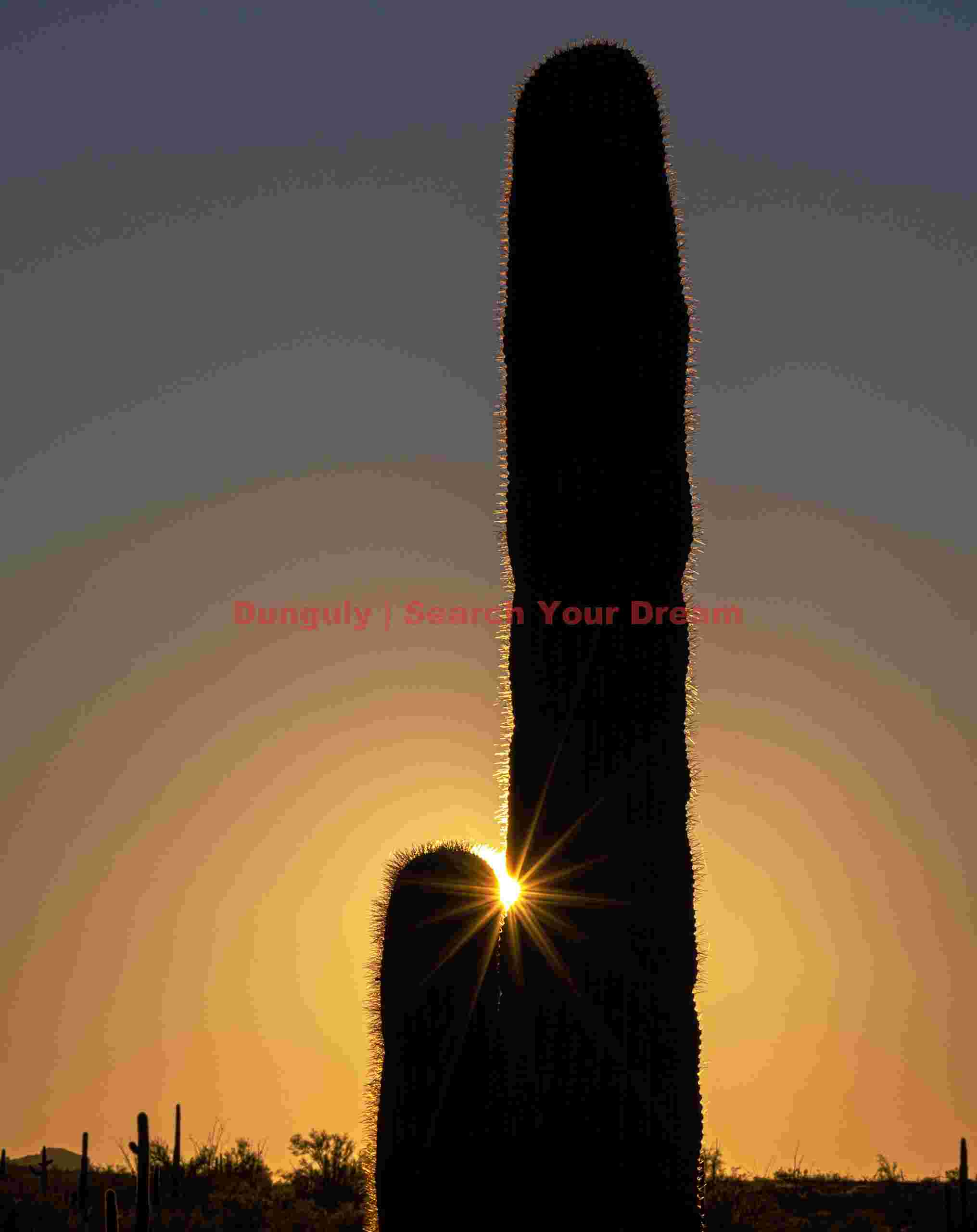 Saguaro Cactus Sunburst - KOFA Wildlife Reserve