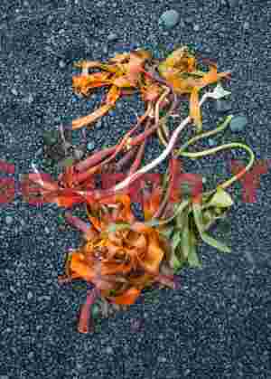 Seaweed on black pebble beach; Djupalonsandur