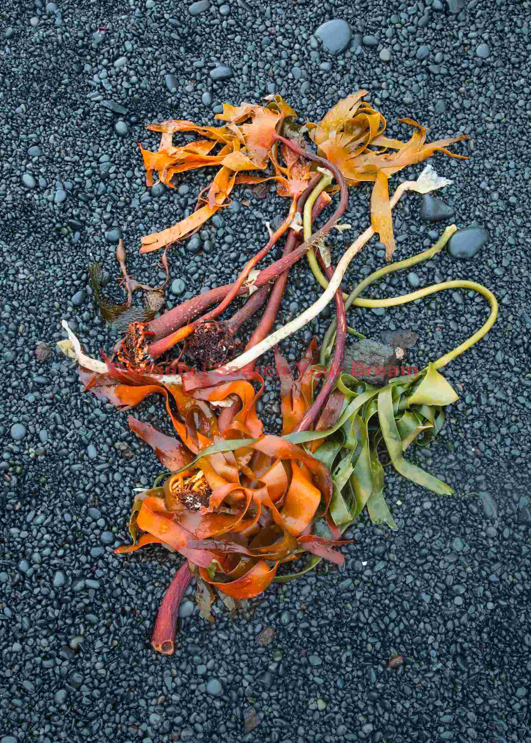 Seaweed on black pebble beach; Djupalonsandur