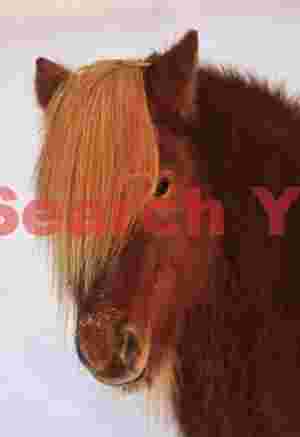 Shaggy Icelandic Horse