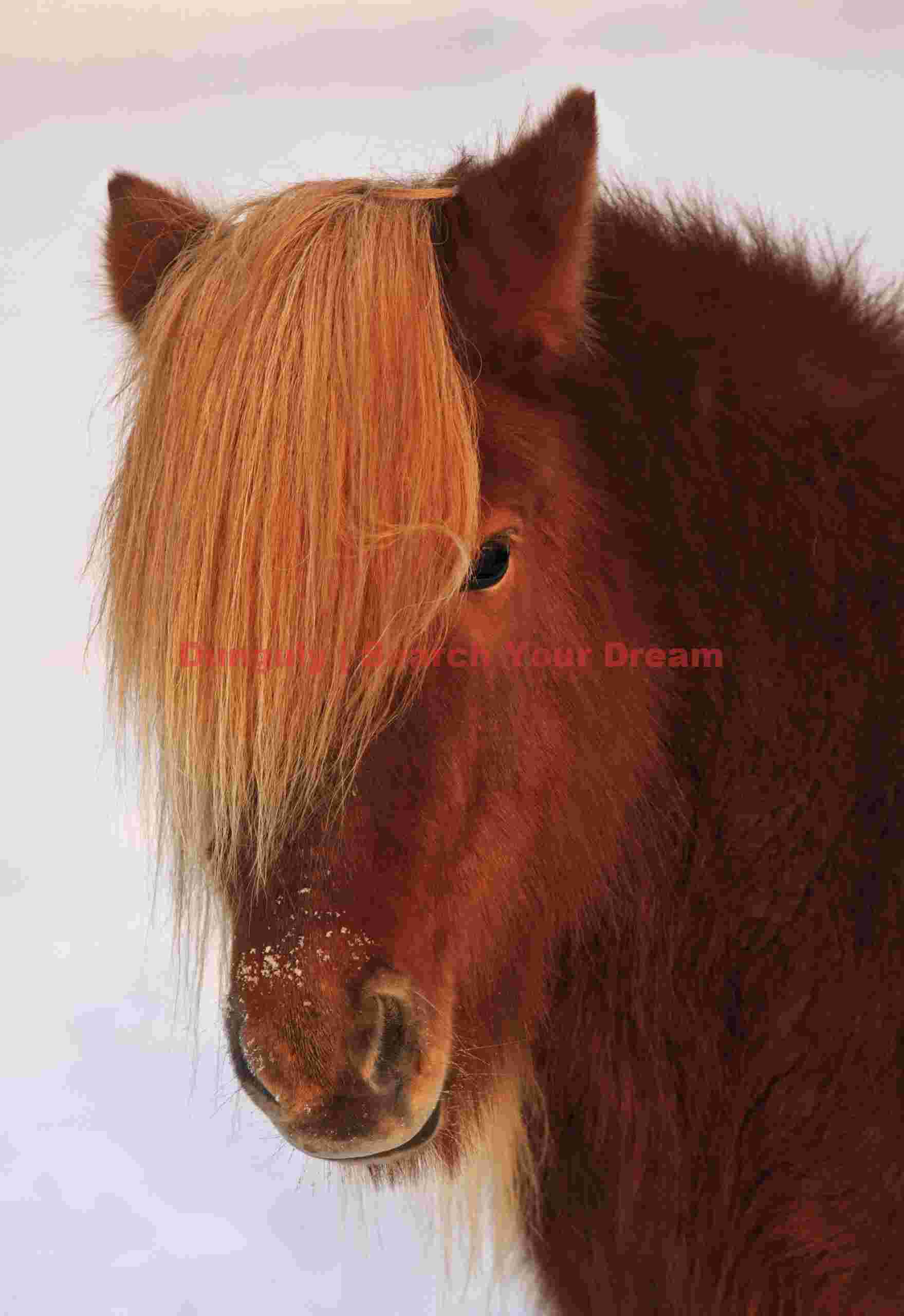 Shaggy Icelandic Horse