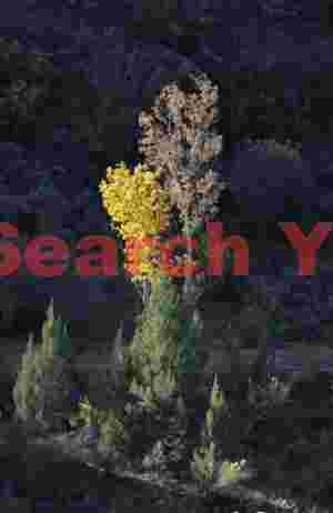 Sidelit trees, Zion Natl. Park, Utah