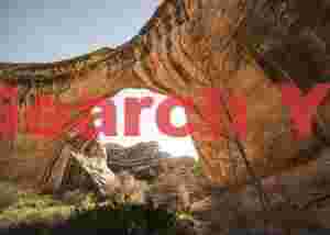 Sipapu Bridge Backlit with Tree - Dramatic Lighting