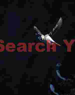 Spotlight On A Puffin Coming In To Land