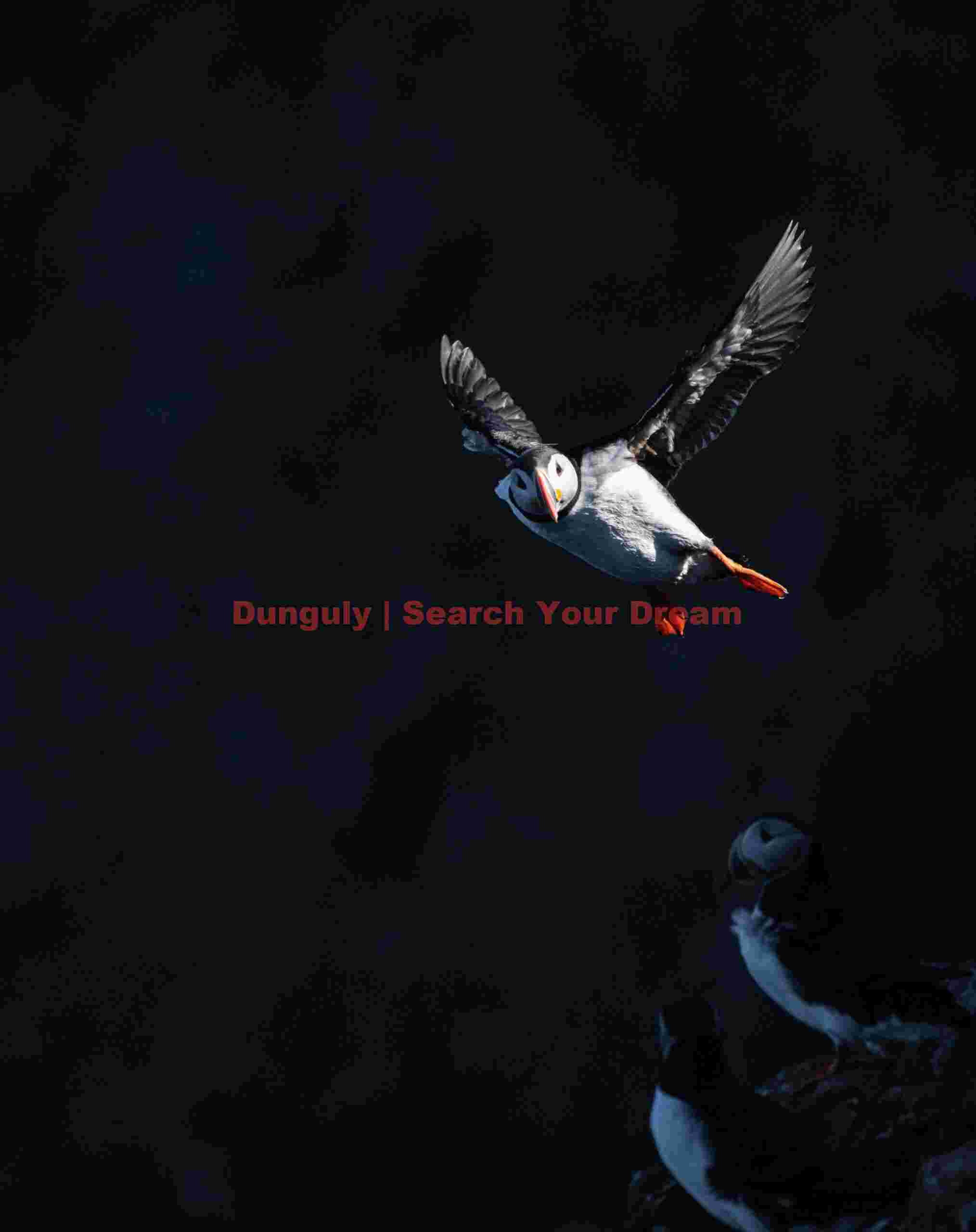 Spotlight On A Puffin Coming In To Land