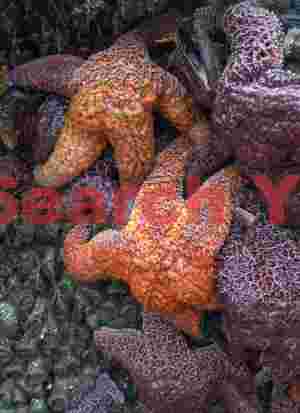 Tidepool Chromatic Wealth