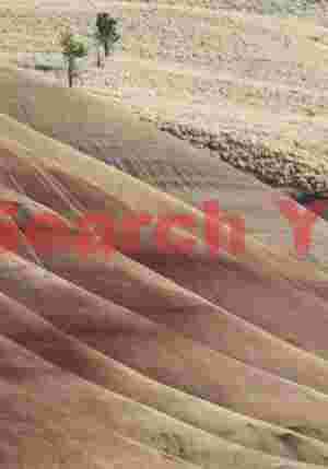 Forest and Formation Blend