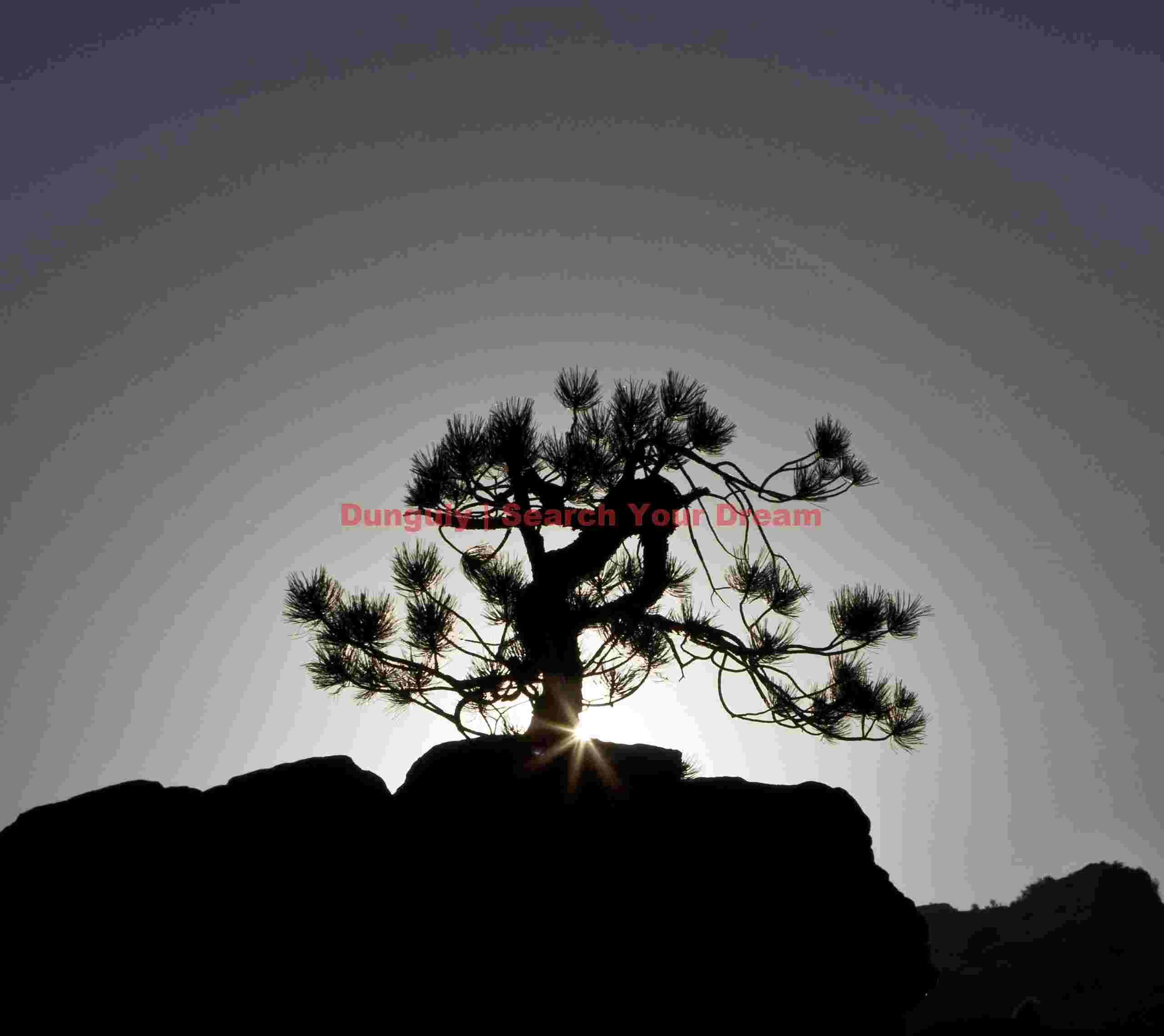 Sunbow around the bonsai tree; Zion National Park