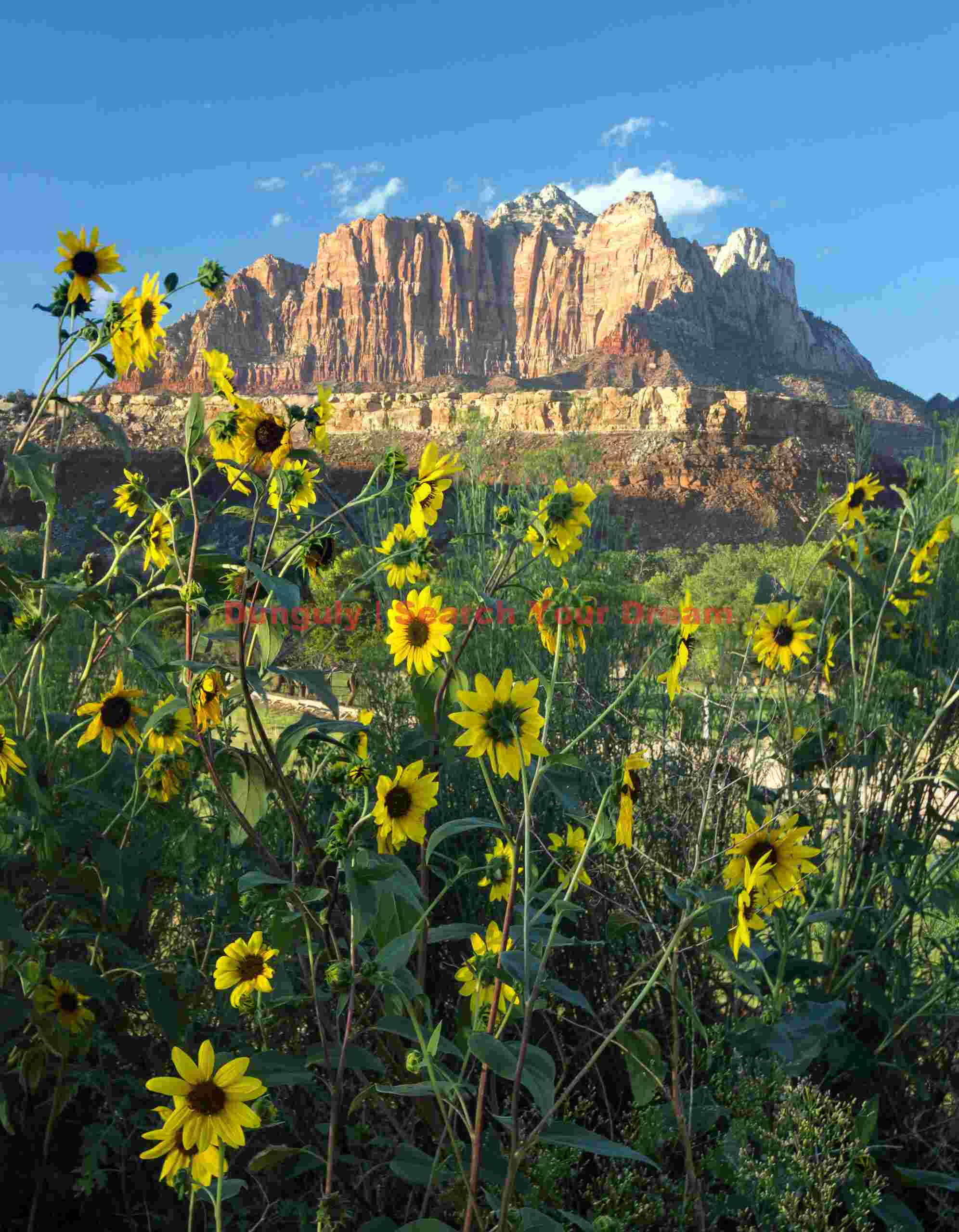 Sunflowers on the road to Grafton