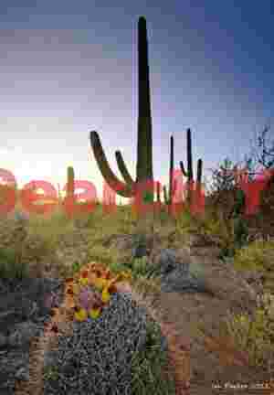 Desert Dawn Awakening