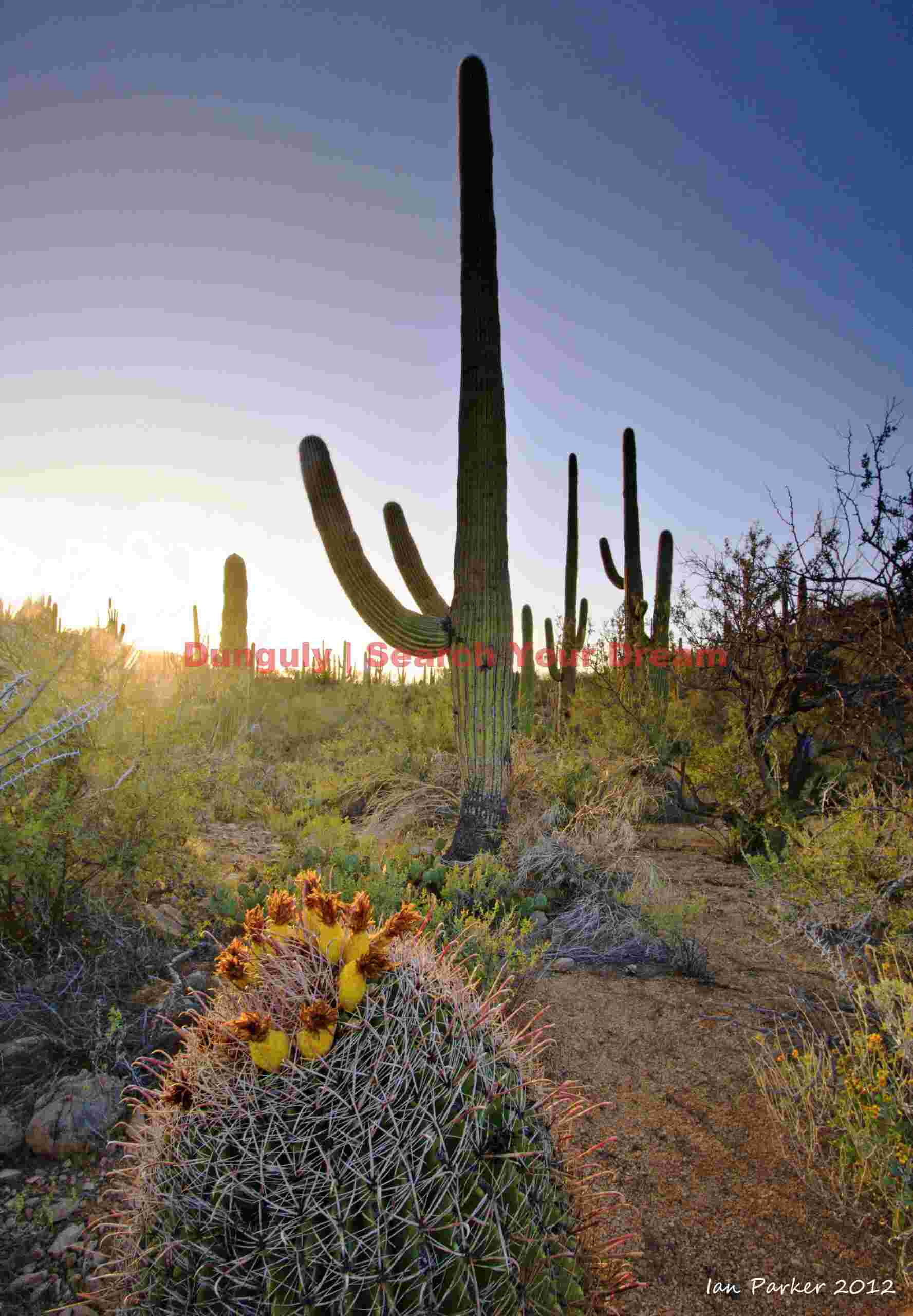 Desert Dawn Awakening