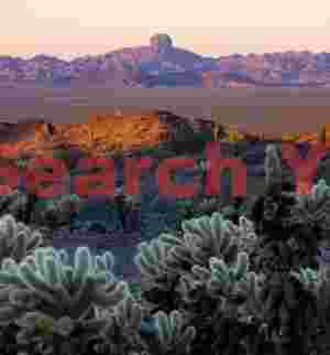 Desert Dawn Silhouettes