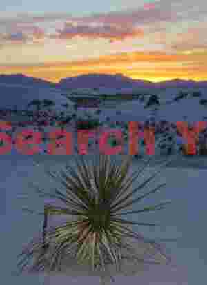 Yucca's Twilight Grace