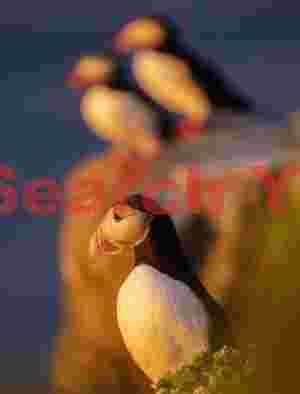 Three Puffins At Midnight