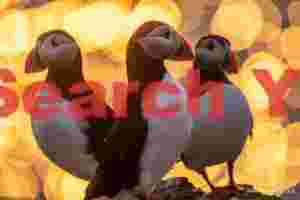 Three Puffins With Midnight Sun Bokeh Balls Background