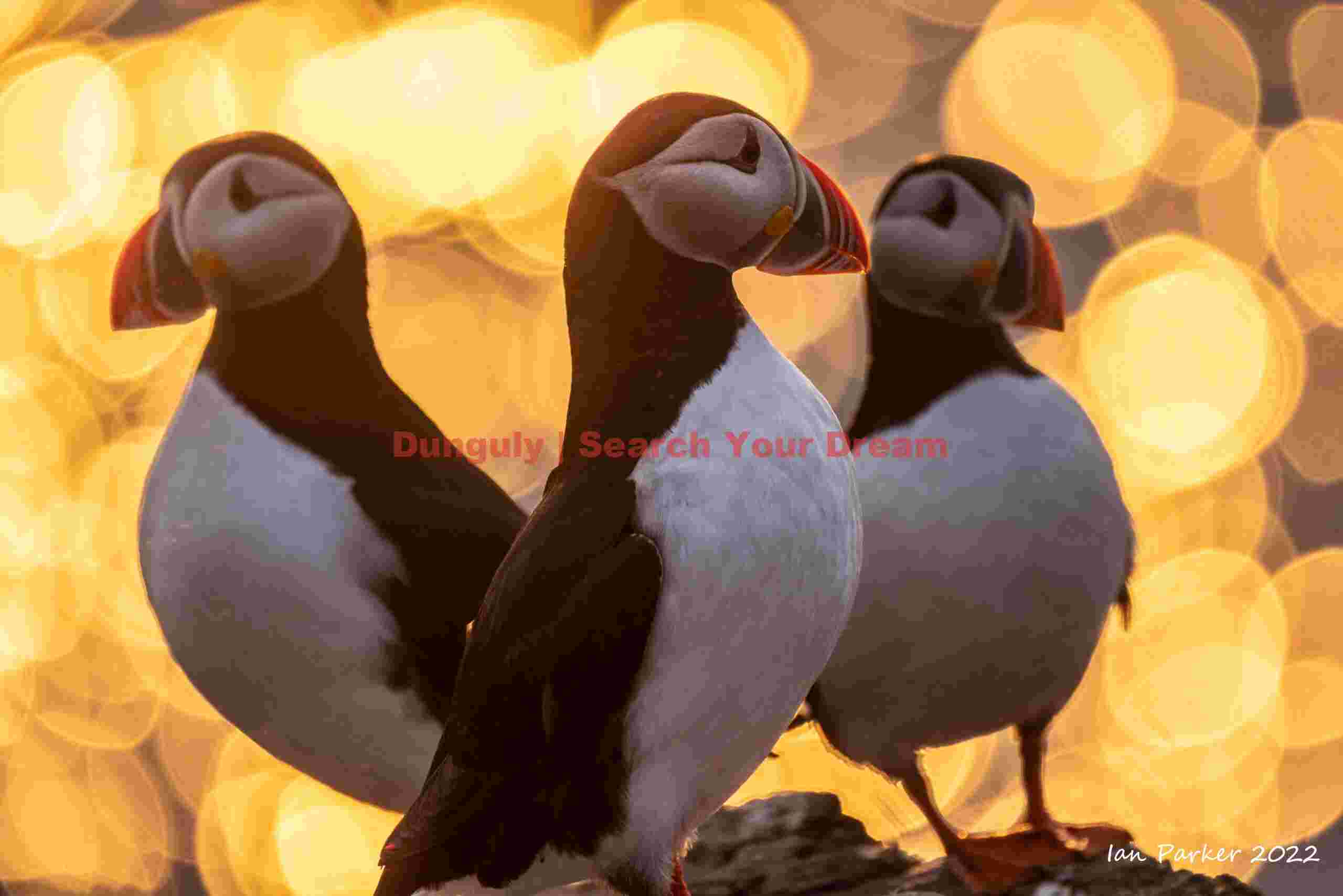Three Puffins With Midnight Sun Bokeh Balls Background