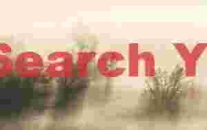 Misty Forest Shadows