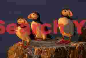 Trio Of Penguins In Warm Light Of Midnight Sun