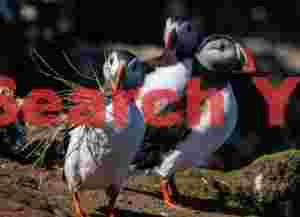 Trio Of Puffins, One With Nesting Material
