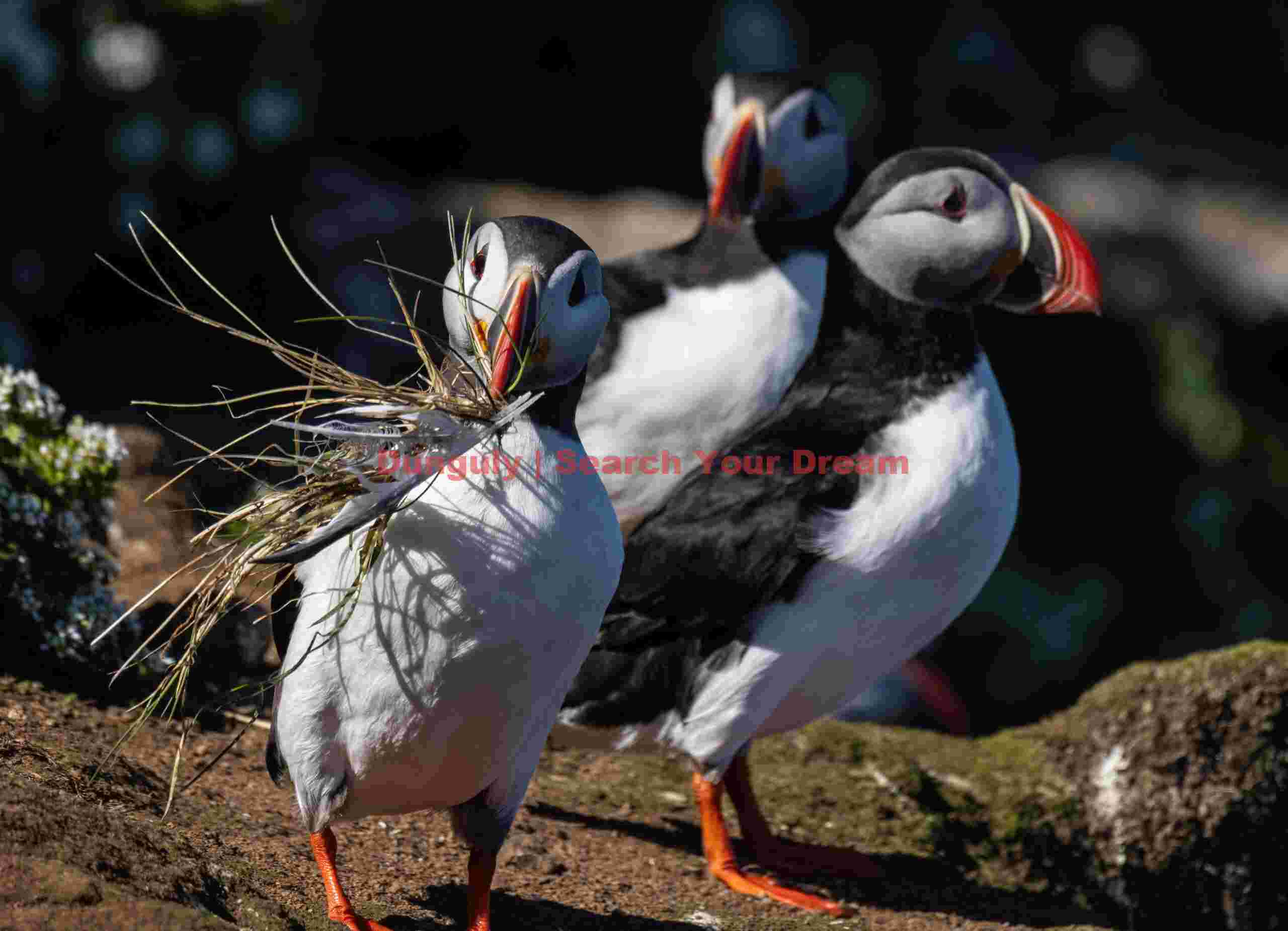 Trio Of Puffins, One With Nesting Material