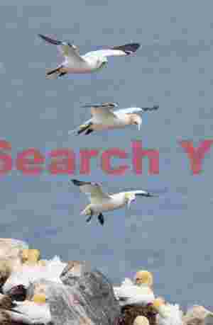 Triple Stack Of Gannets #1