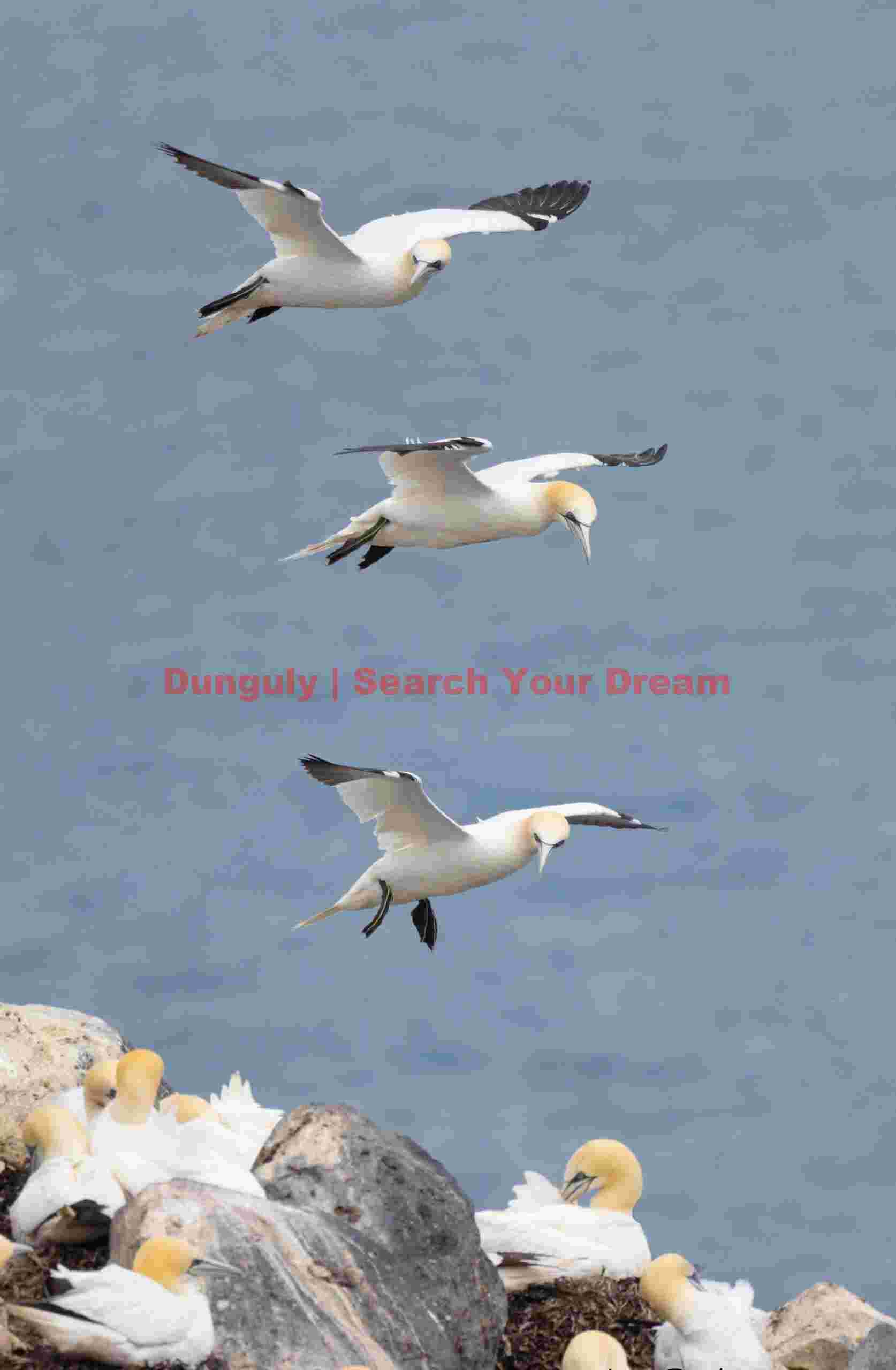 Triple Stack Of Gannets #1