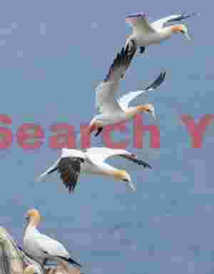 Triple Stack Of Gannets #2