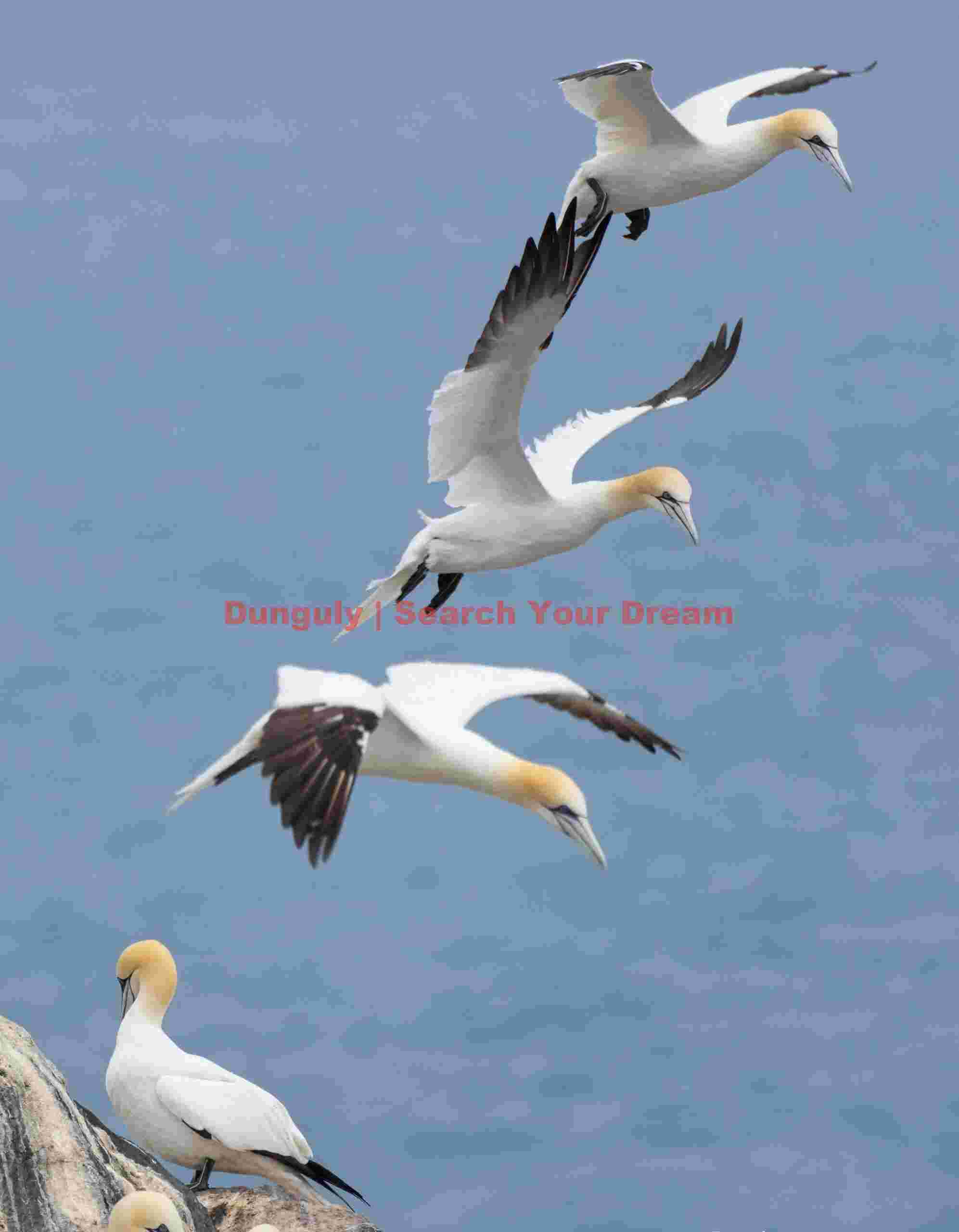 Triple Stack Of Gannets #2