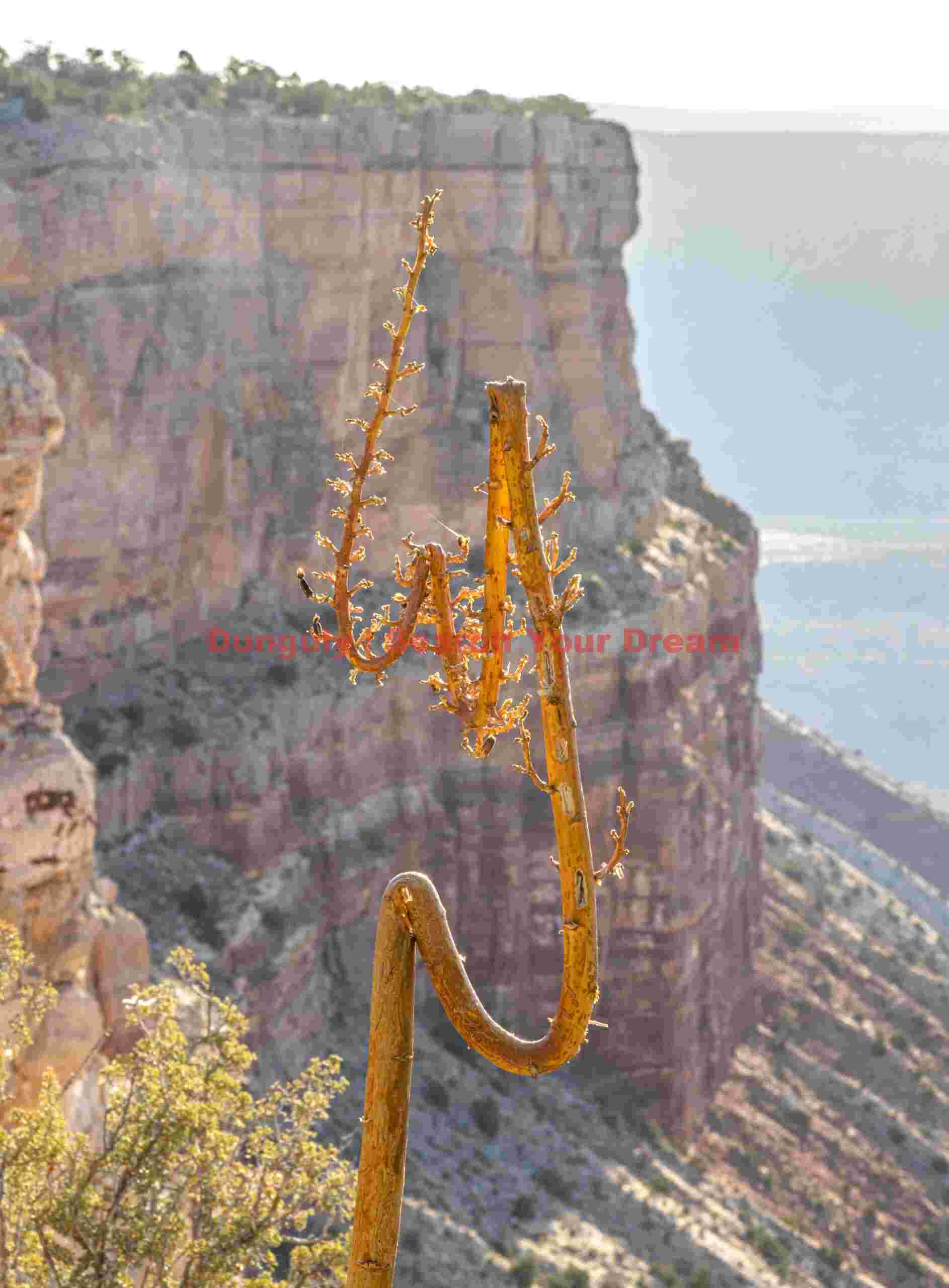 Twisted Yucca Stalk at Parashant National Monument