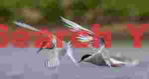 Two Arctic Terns In Flight