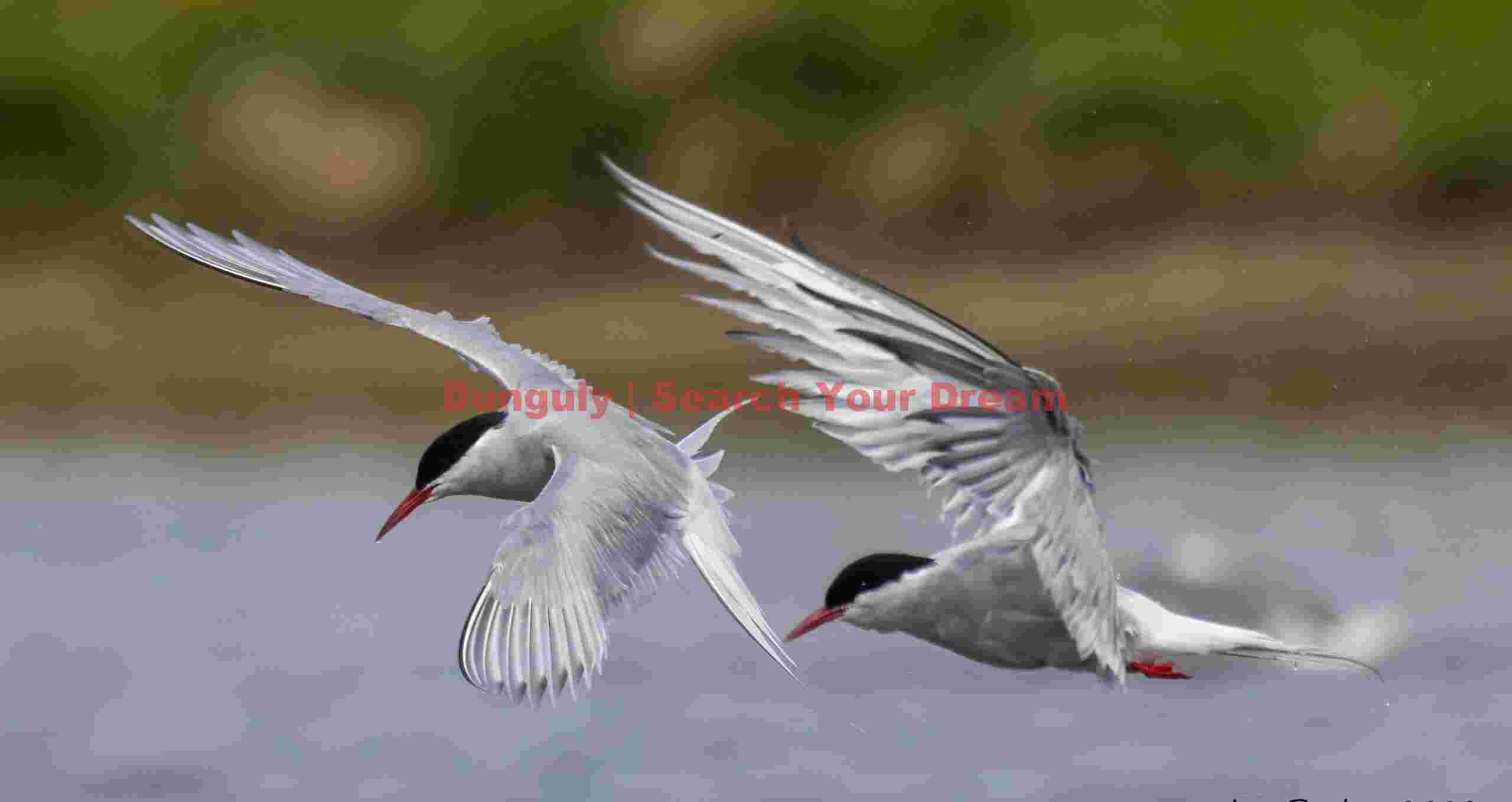 Two Arctic Terns In Flight