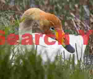 Whooper Swan, Head Inclined Toward Camers