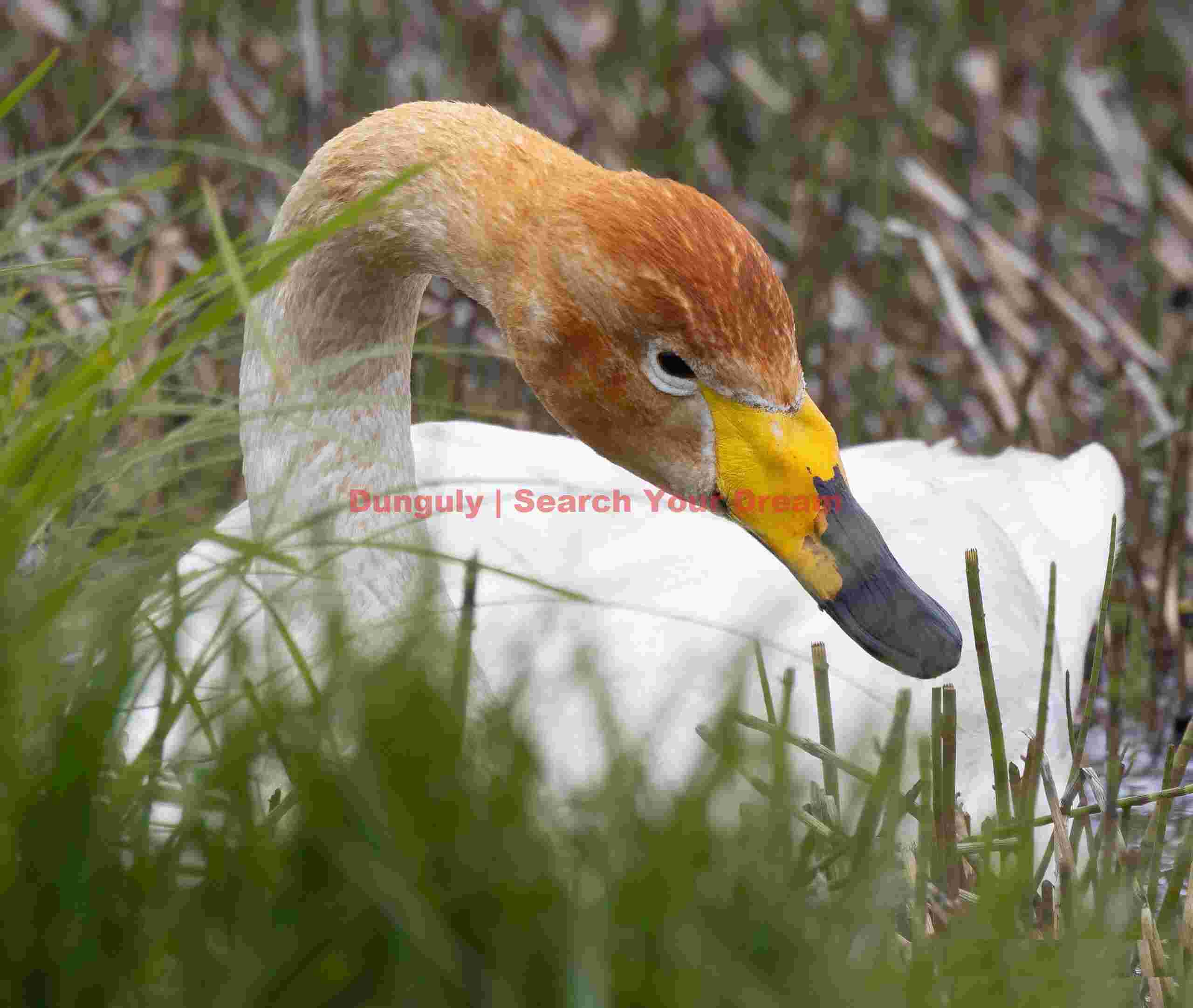 Whooper Swan, Head Inclined Toward Camers