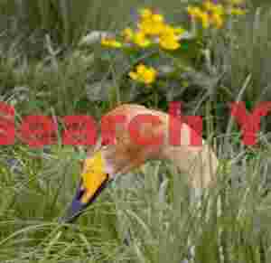 Whooper Swan Head Pertrait With Flowers