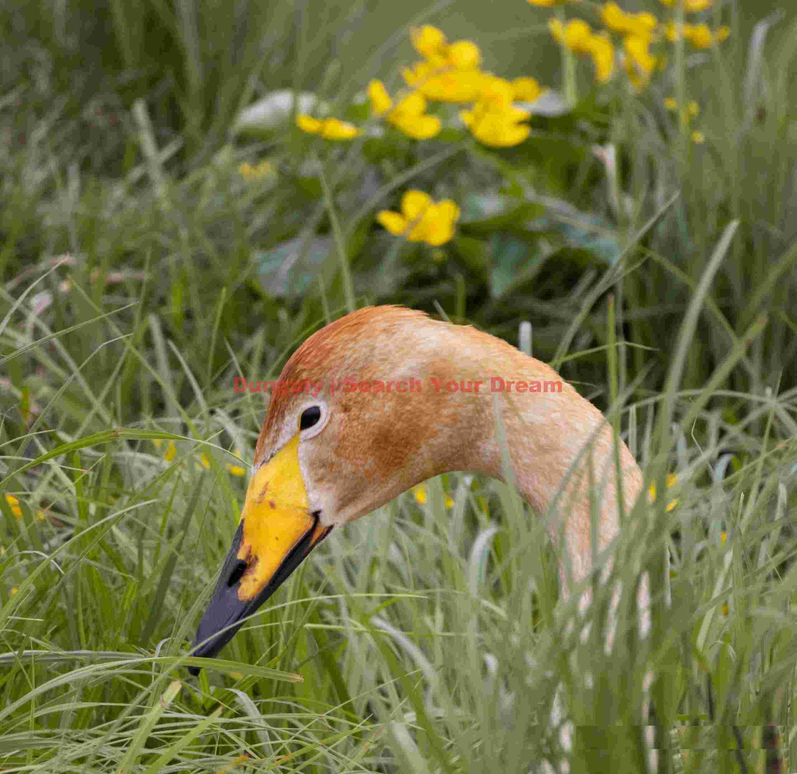 Whooper Swan Head Pertrait With Flowers