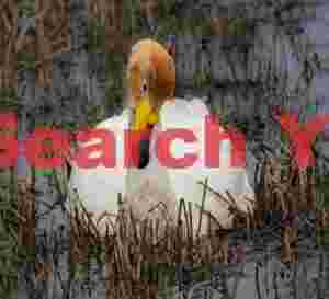 Whooper Swan In Marsh