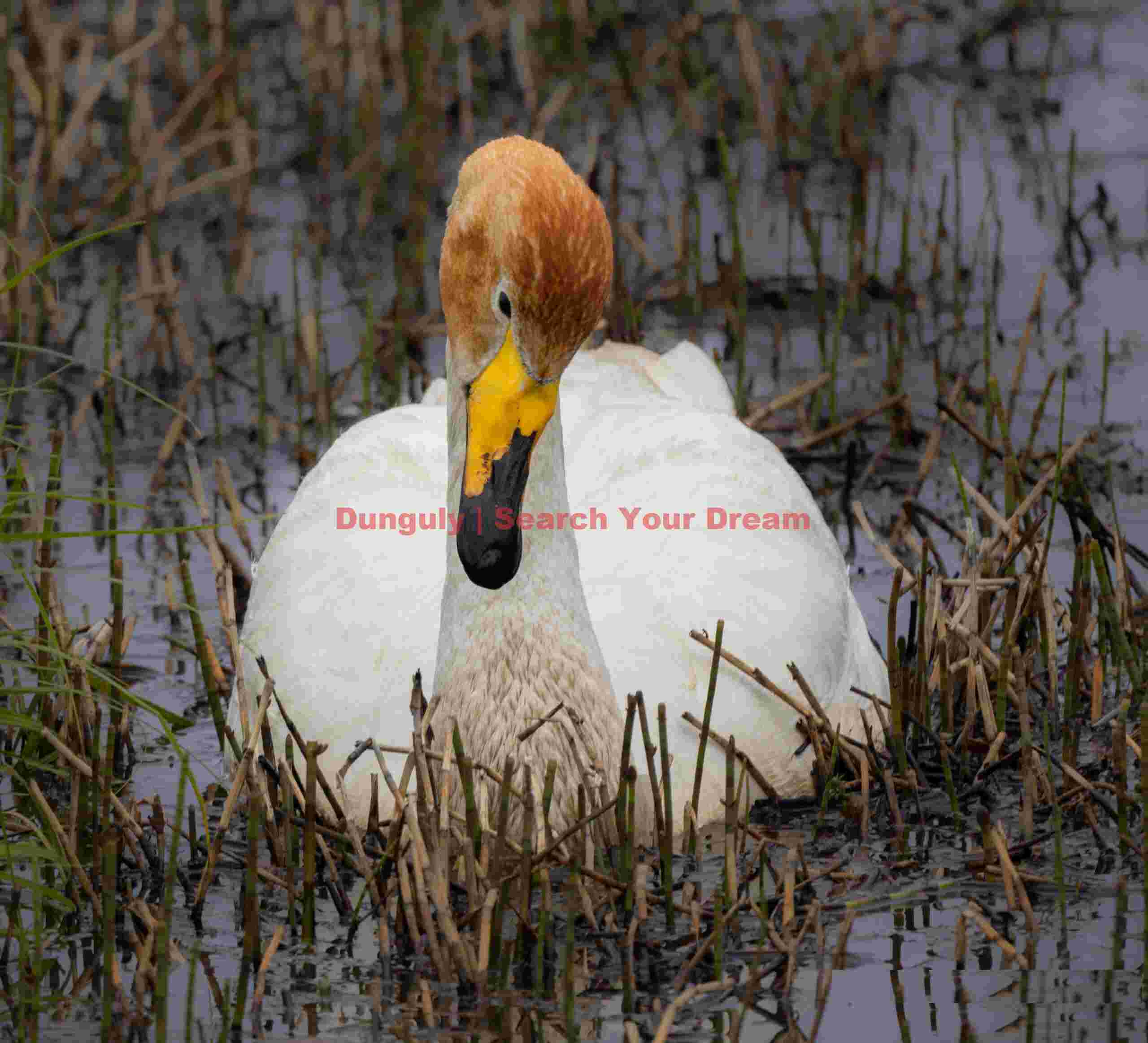 Whooper Swan In Marsh