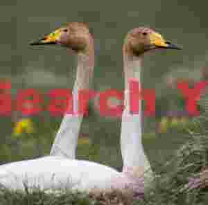 Whooper Swans Looking Opposite Ways