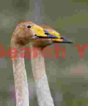 Whooper Swans, Two Heads